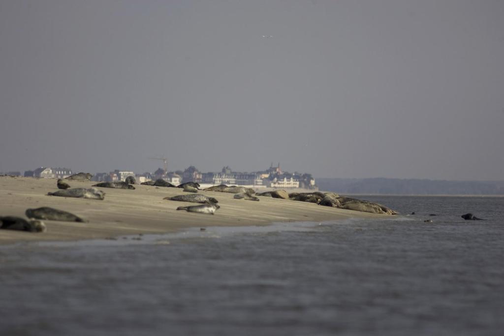 Logis Auberge De La Dune - Hotel & Restaurant Le Crotoy Exteriör bild